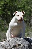 BOULEDOGUE AMERICAIN 041
